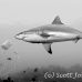 shark_greyreef_kk_h_0705_png1539.jpg